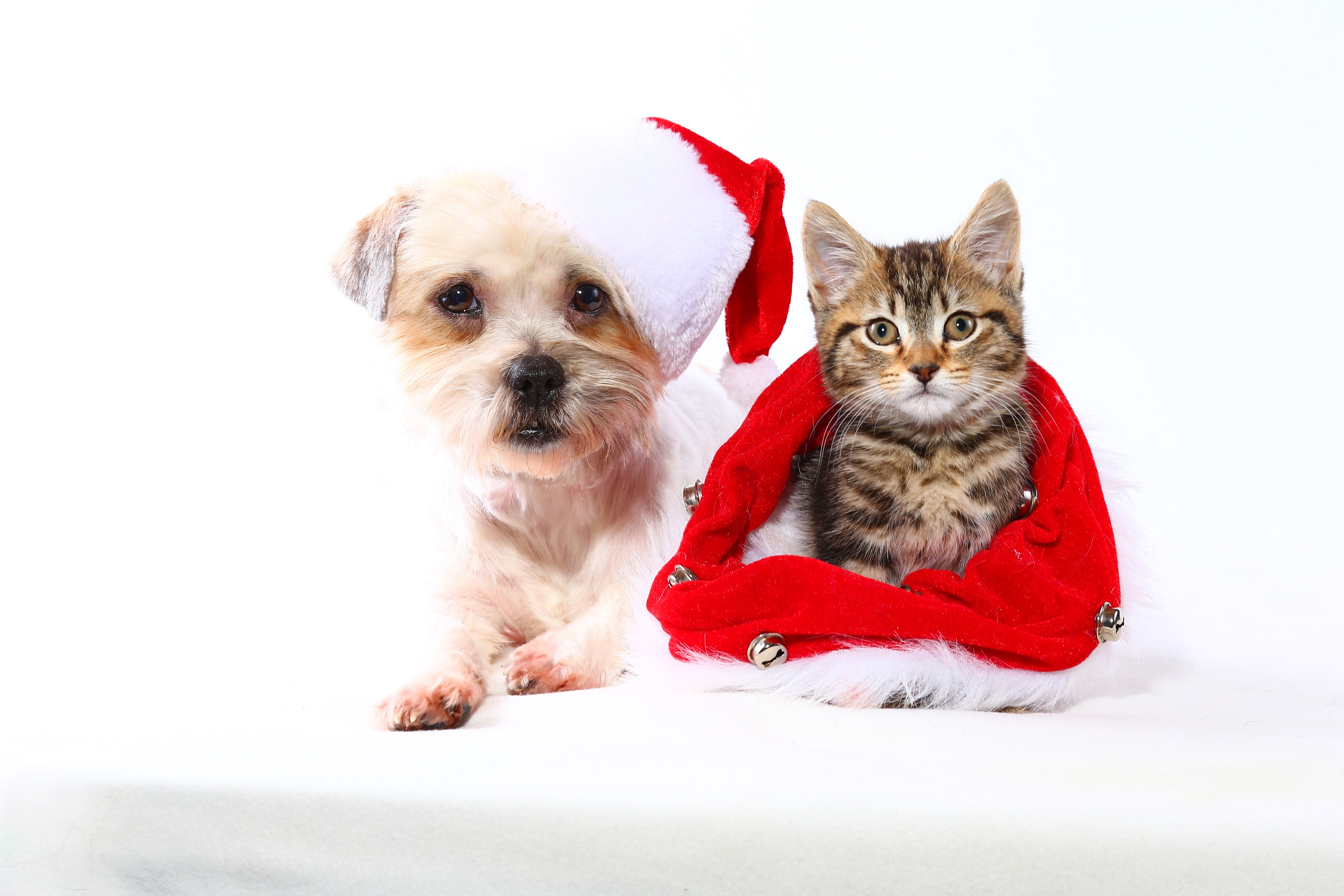 christmas, Holiday Wallpaper