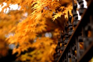 trees, Autumn,  season , Widescreen