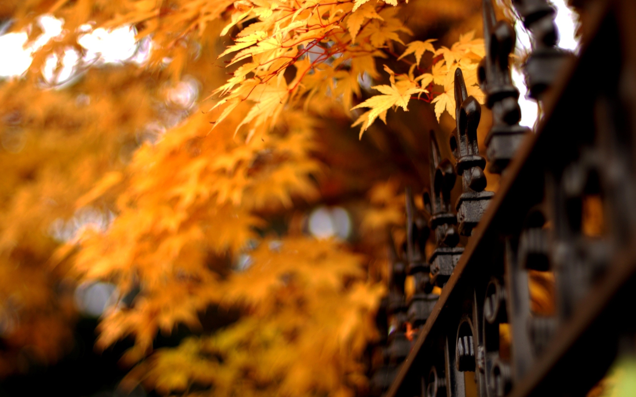 trees, Autumn,  season , Widescreen Wallpaper