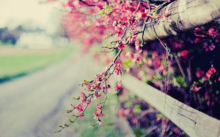 flowers, Fences, Bokeh, Pink, Flowers HD Wallpaper Desktop Background