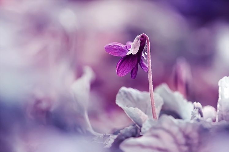 flower, Lilac, Macro, Spring, Blur HD Wallpaper Desktop Background