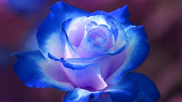 blue, Rose Wallpapers HD / Desktop and Mobile Backgrounds