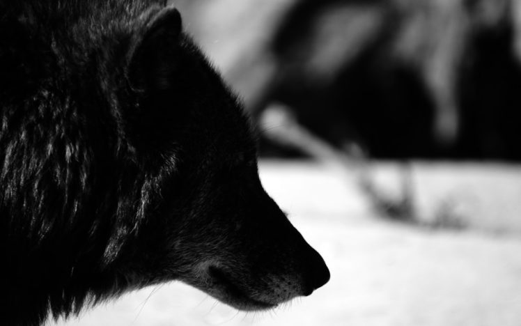 black, Wolf, Winter HD Wallpaper Desktop Background