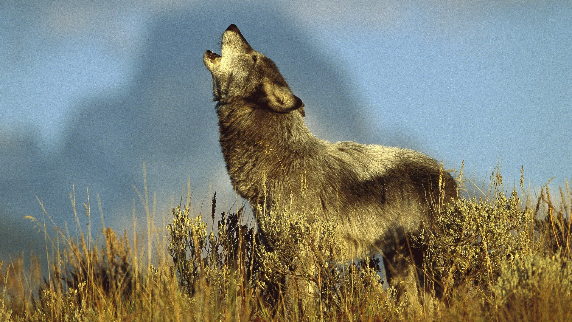 wolf Wallpaper