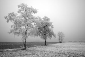 frozen, Trees