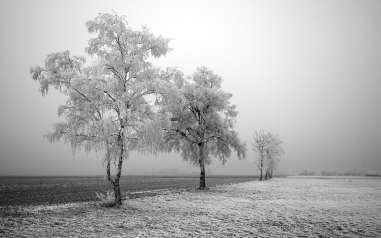 frozen, Trees HD Wallpaper Desktop Background