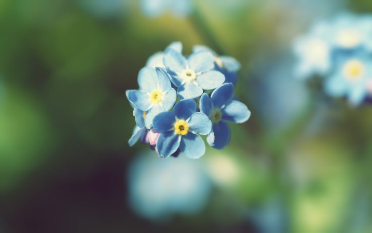 nature, Flowers, Summer, Forget me nots HD Wallpaper Desktop Background