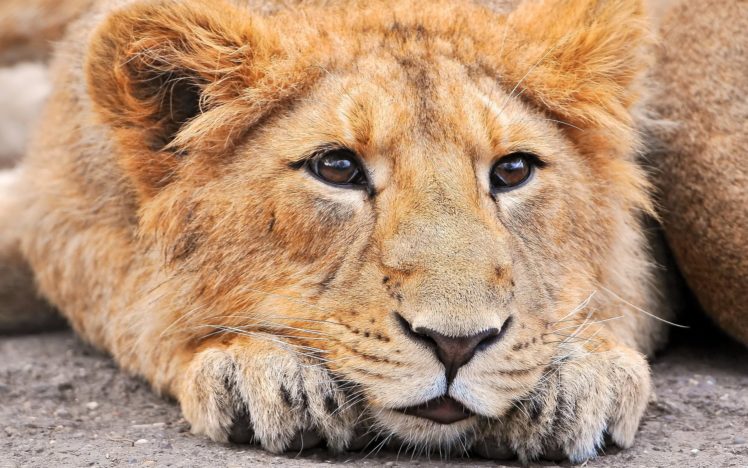 animals, Lions, Baby, Animals HD Wallpaper Desktop Background