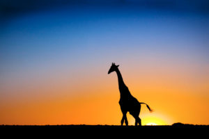 sunset, Giraffe, Botswana