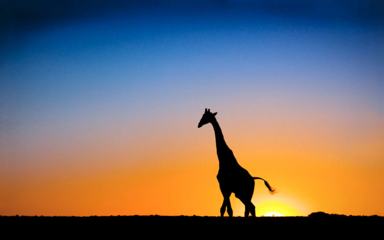 sunset, Giraffe, Botswana HD Wallpaper Desktop Background