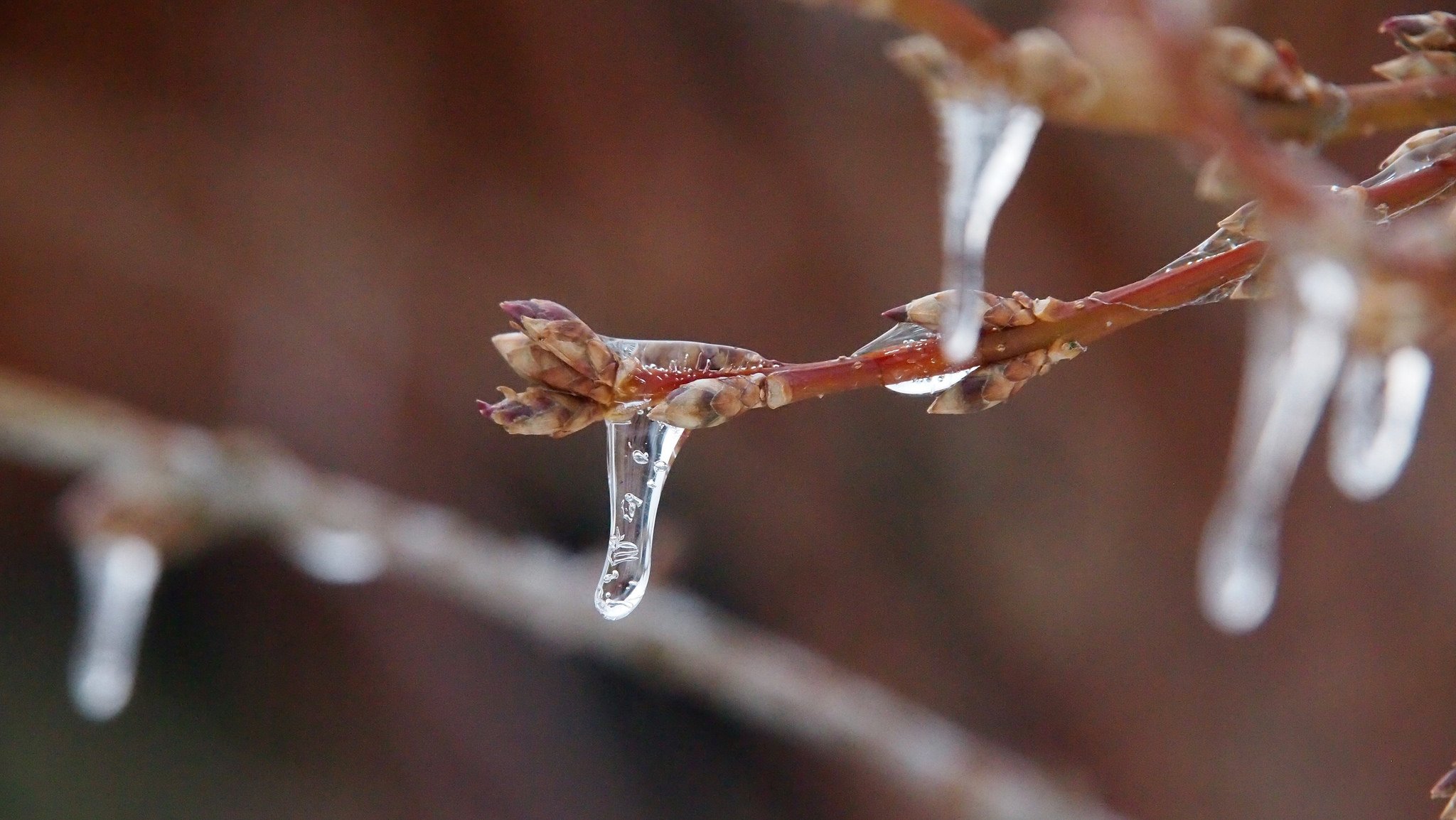 nature, Ice, Winter, Macro, Textures, Reflexions, Sculptures, Water, Art, Frozen Wallpaper