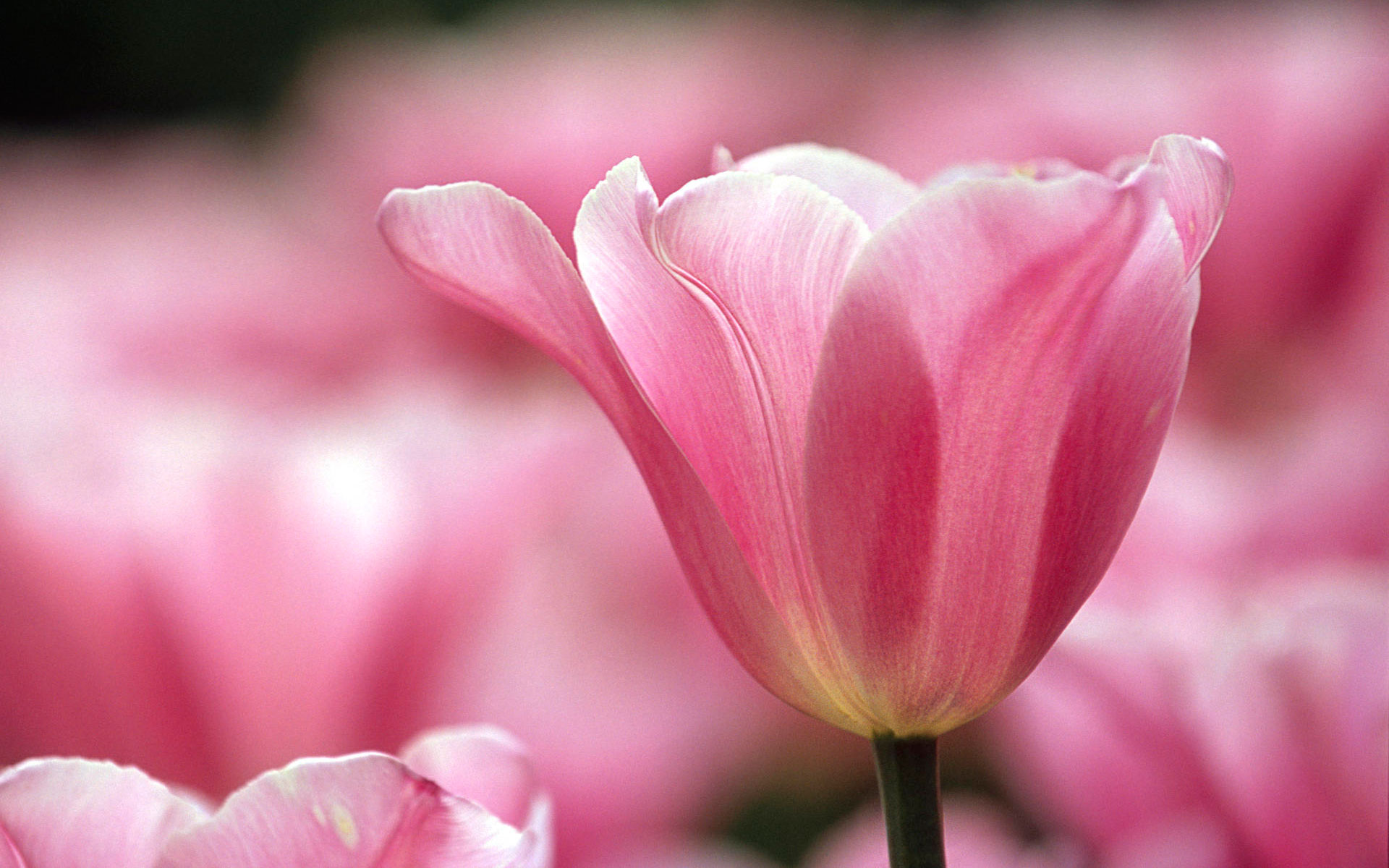 transparence, Vincennes, Flower, Park, Paris, France Wallpaper