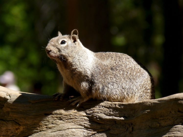 nature, Animals, Squirrels HD Wallpaper Desktop Background
