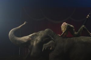 circus,  , Arena, Elephant, Gymnast