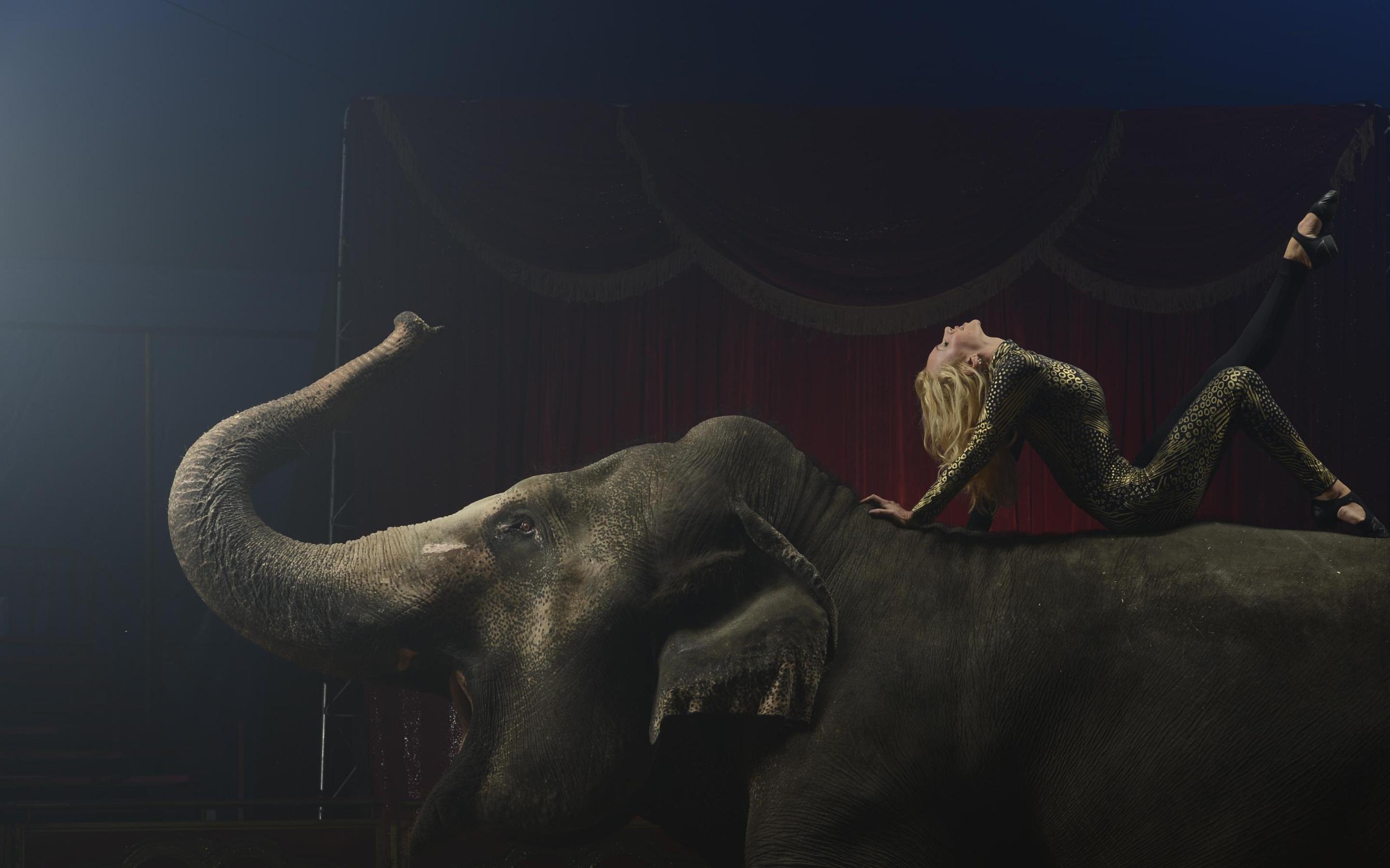 circus,  , Arena, Elephant, Gymnast Wallpaper