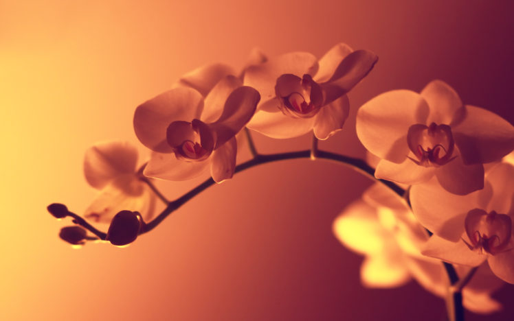 nature, Flowers, Pink, Filter, Orchids, Pink, Background HD Wallpaper Desktop Background