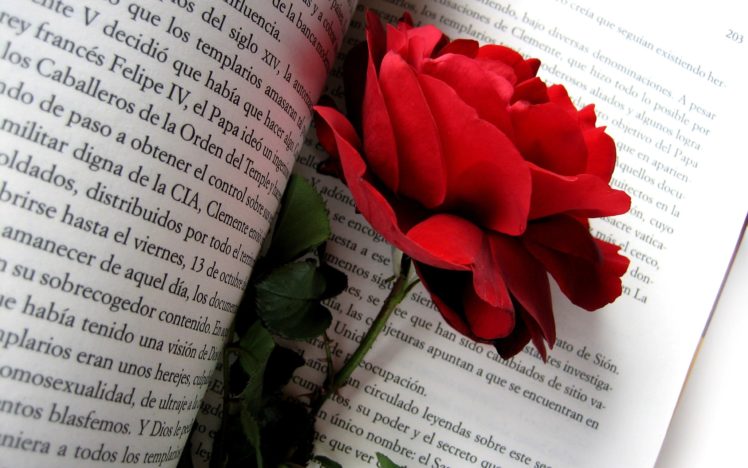 flowers, Text, Roses, Red, Rose HD Wallpaper Desktop Background