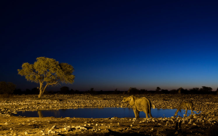 trees, Animals, Elephants, Africa, Giraffes HD Wallpaper Desktop Background