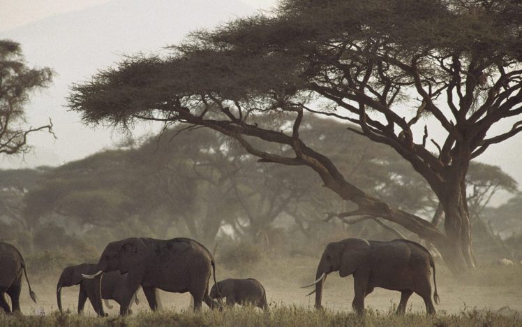 animals, Elephants HD Wallpaper Desktop Background