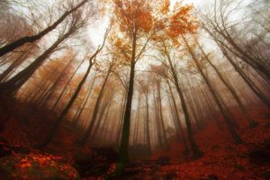 forest, Turkey, Bursa, Tree, Fog, Autumn, Landscape