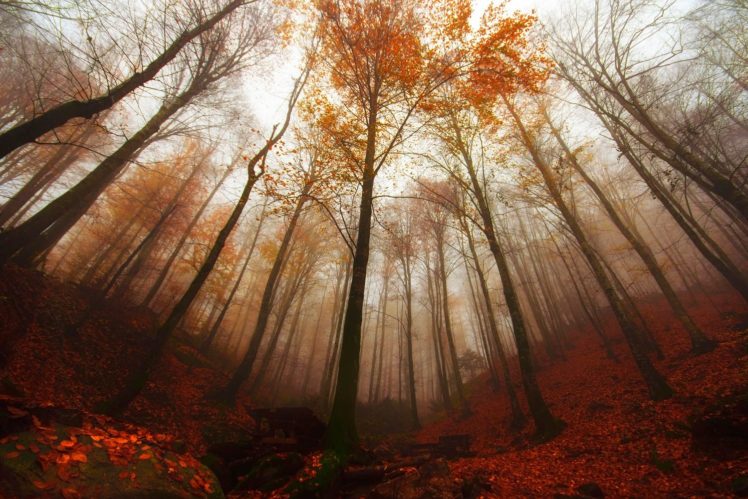 forest, Turkey, Bursa, Tree, Fog, Autumn, Landscape HD Wallpaper Desktop Background