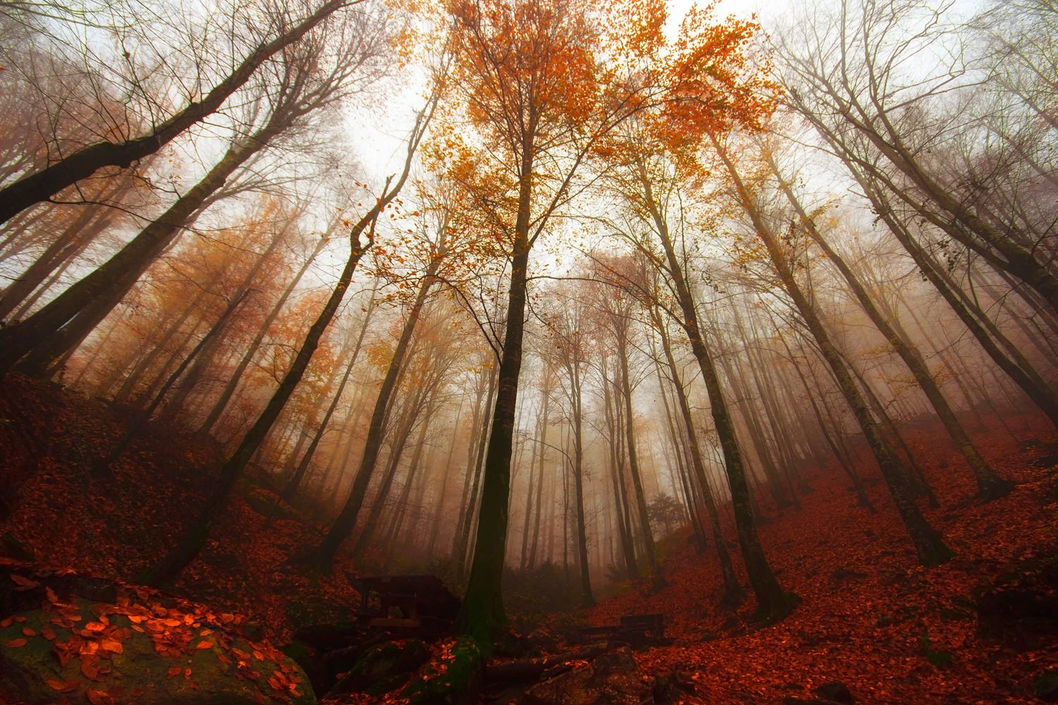 forest, Turkey, Bursa, Tree, Fog, Autumn, Landscape Wallpaper