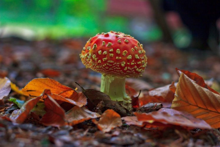 mushroom, Forest, Turkey, Bursa, Autumn, Landscape HD Wallpaper Desktop Background