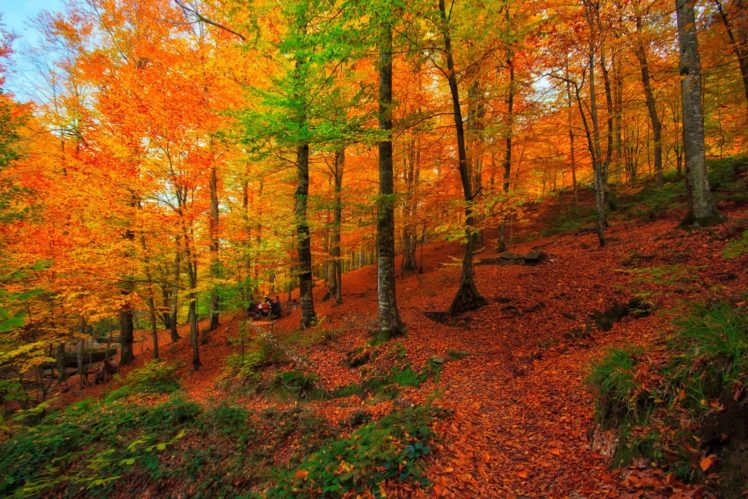 forest, Turkey, Bursa, Tree, Autumn, Landscape HD Wallpaper Desktop Background