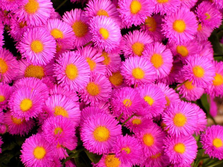 flowers, Pink, Flowers HD Wallpaper Desktop Background
