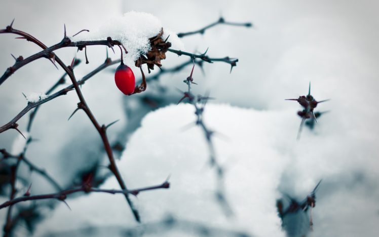 ice, Nature, Winter, Snow, Berries HD Wallpaper Desktop Background