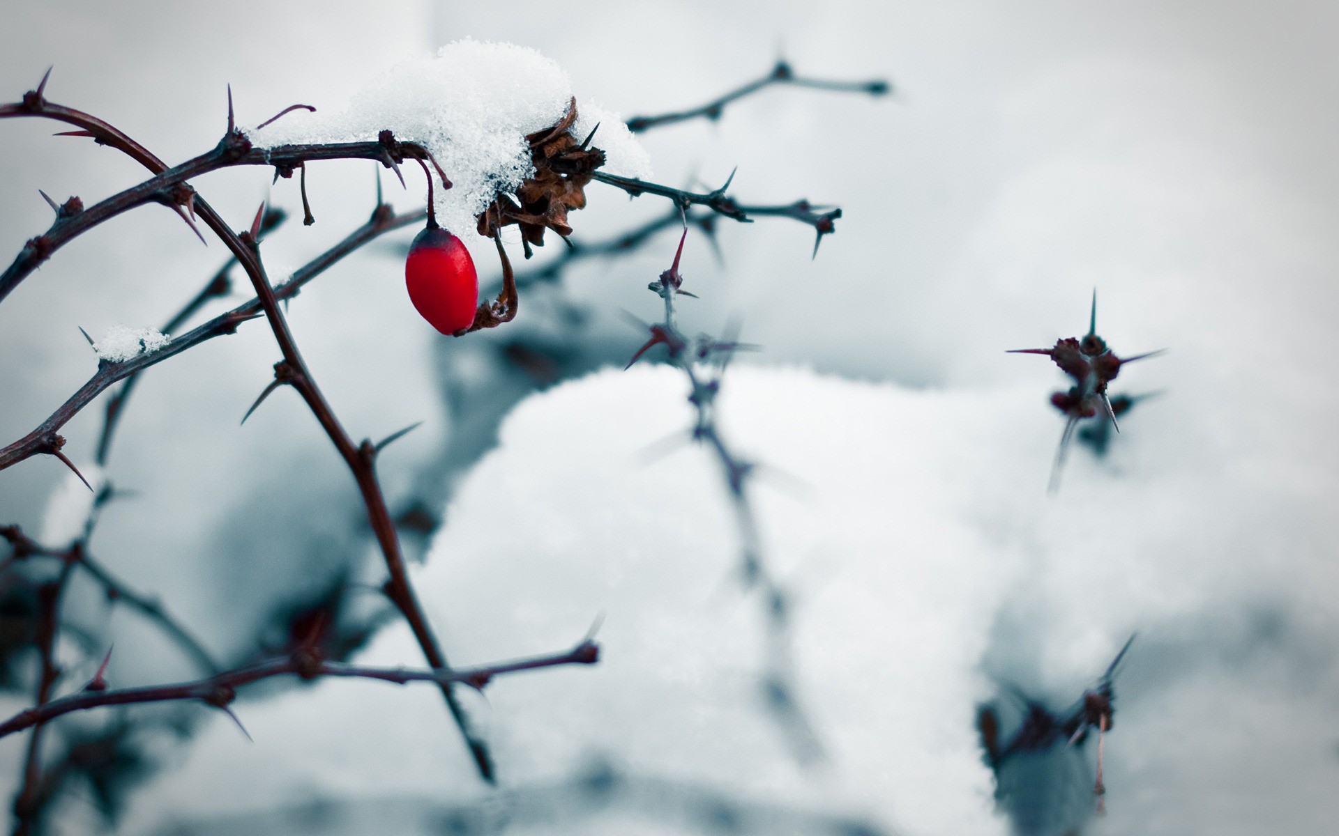 ice, Nature, Winter, Snow, Berries Wallpaper