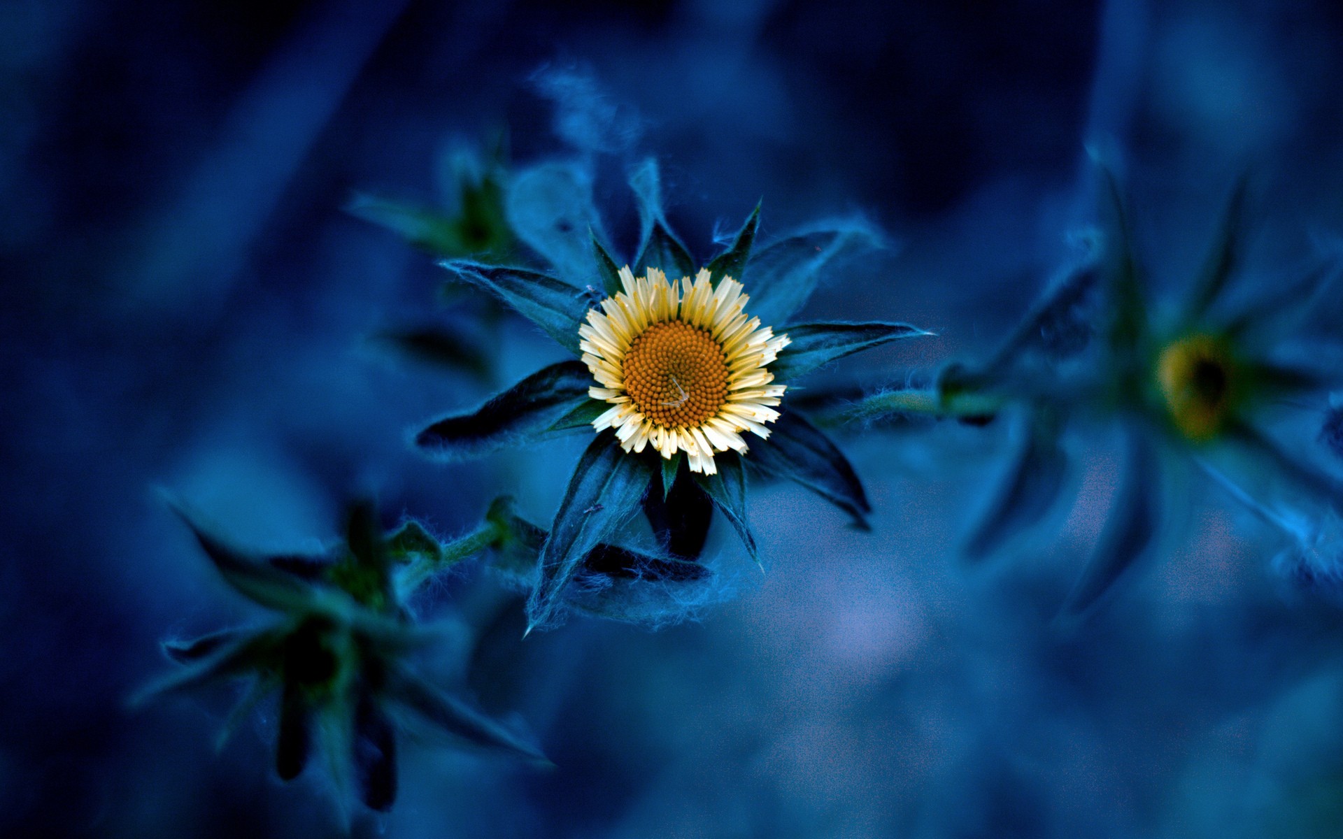 nature, Flowers, Leaves, Bokeh, Depth, Of, Field, White, Flowers Wallpaper