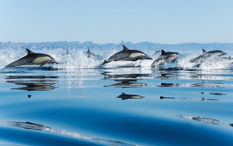 dolphins, In, Sea HD Wallpaper Desktop Background
