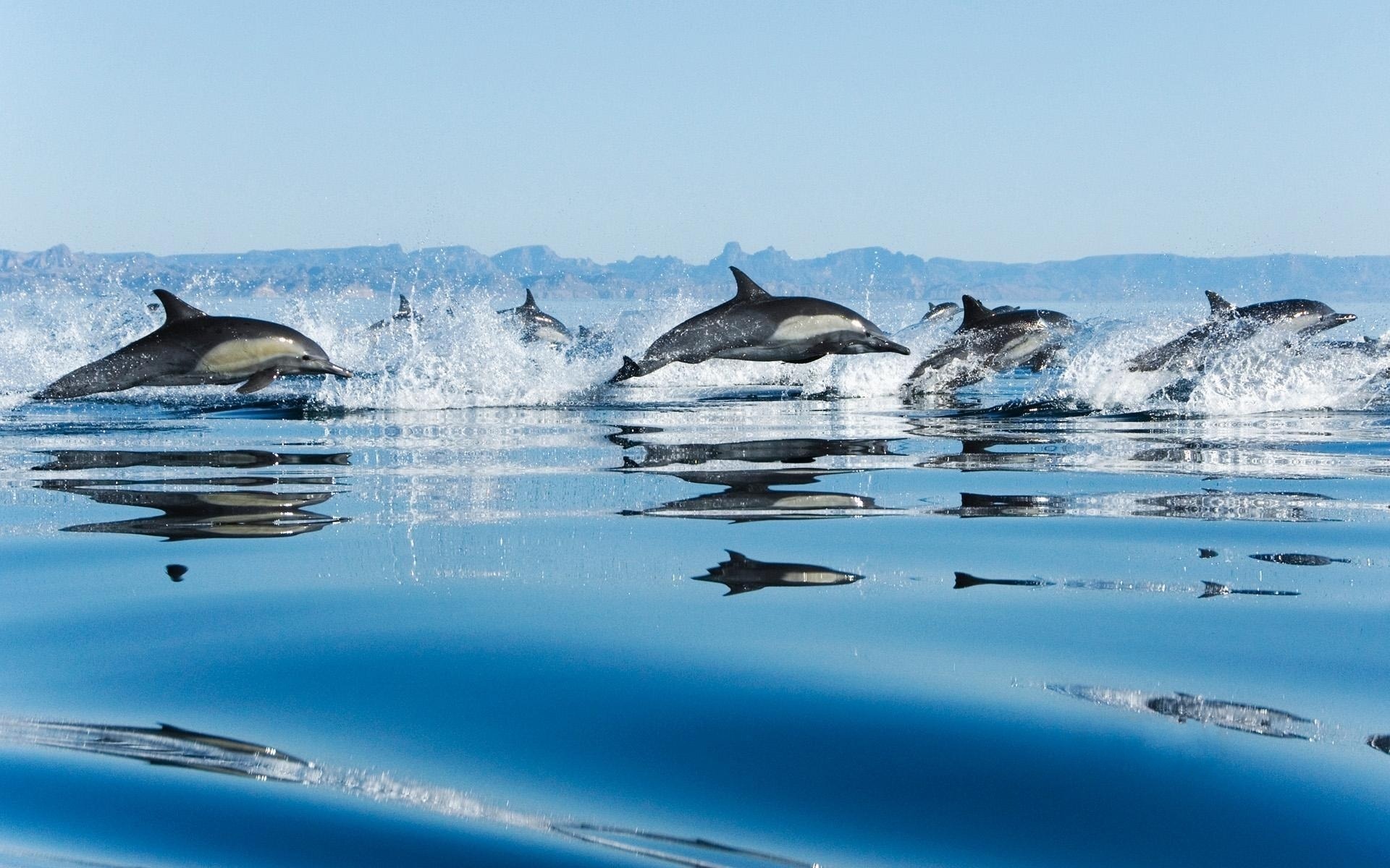 dolphins, In, Sea Wallpaper