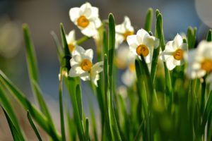 daffodils, Spring, Flowers, Macro