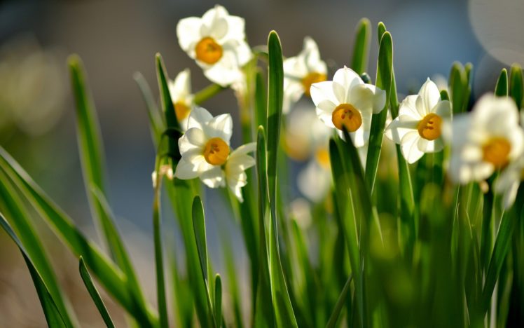 daffodils, Spring, Flowers, Macro HD Wallpaper Desktop Background