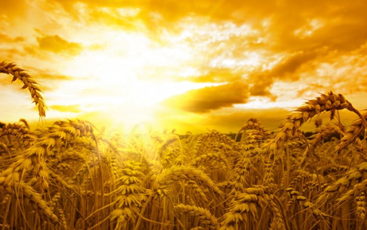 sunrise, Sunset, Fields, Landscapes, Wheat, Grass, Sky, Clouds HD Wallpaper Desktop Background
