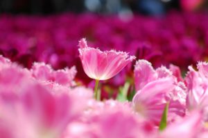 tulips, Pink, Petals, Flowers, Field, Close up, Blurred, Macro