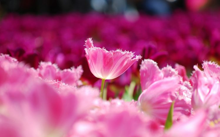 tulips, Pink, Petals, Flowers, Field, Close up, Blurred, Macro HD Wallpaper Desktop Background