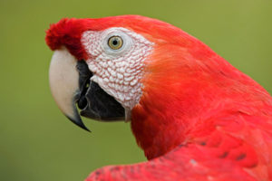 scarlet, Macaw, Portrait, Amazon