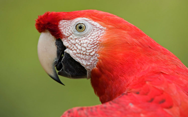 scarlet, Macaw, Portrait, Amazon HD Wallpaper Desktop Background