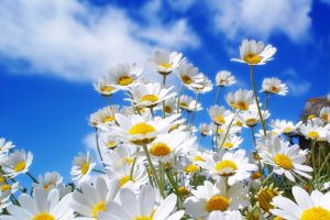 daisy, Flower, Summer, Mood, Sky, Cloud