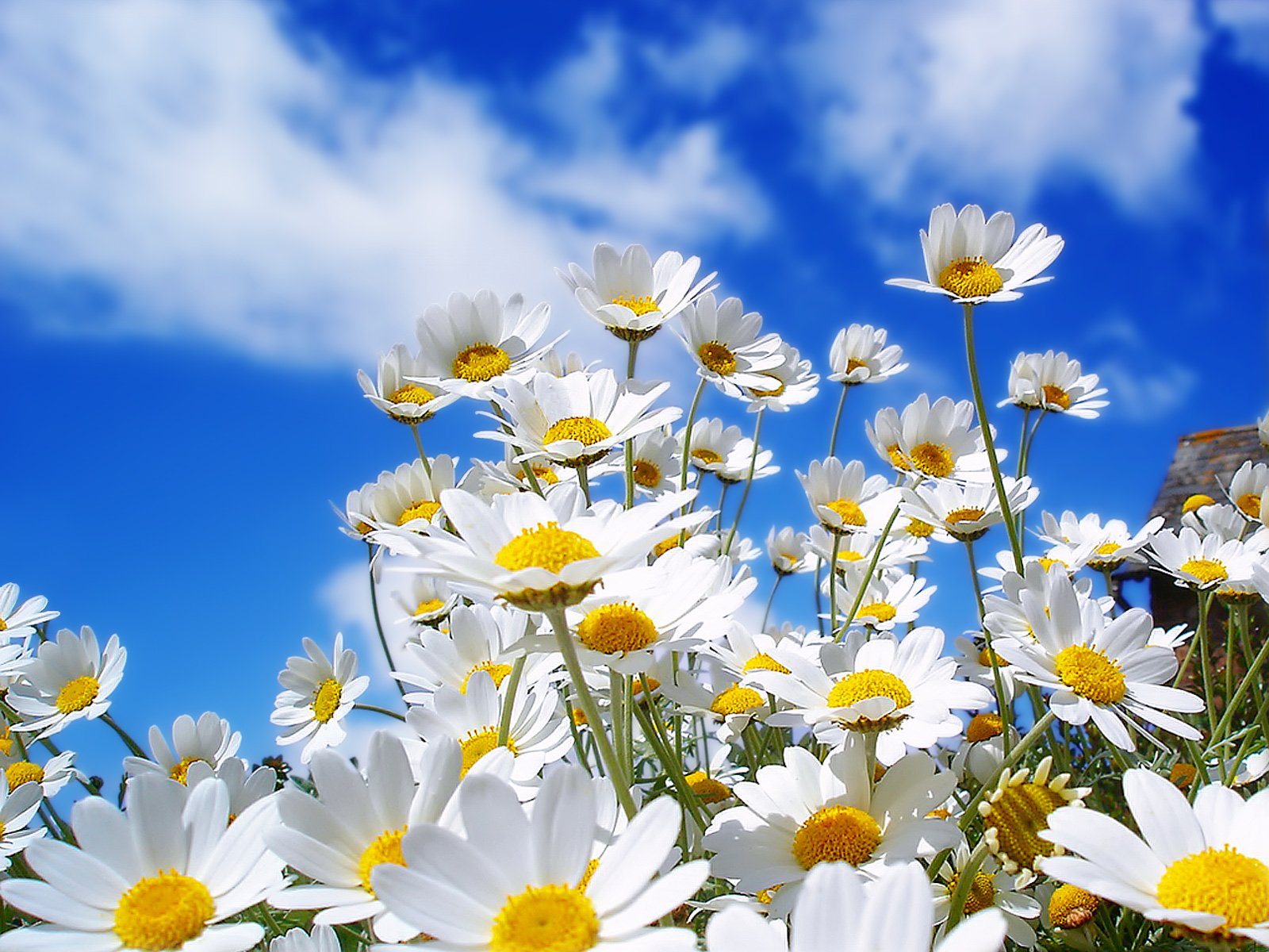 daisy, Flower, Summer, Mood, Sky, Cloud Wallpaper