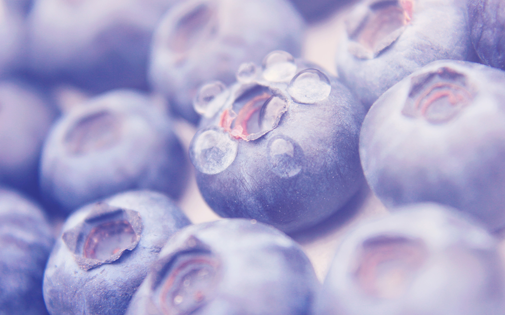 blueberry, Fruit, Macro, Warm, Water, Drops, Purple Wallpaper