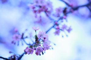 cherry, Blossom, Flowers, Macro