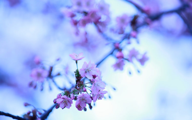 cherry, Blossom, Flowers, Macro HD Wallpaper Desktop Background