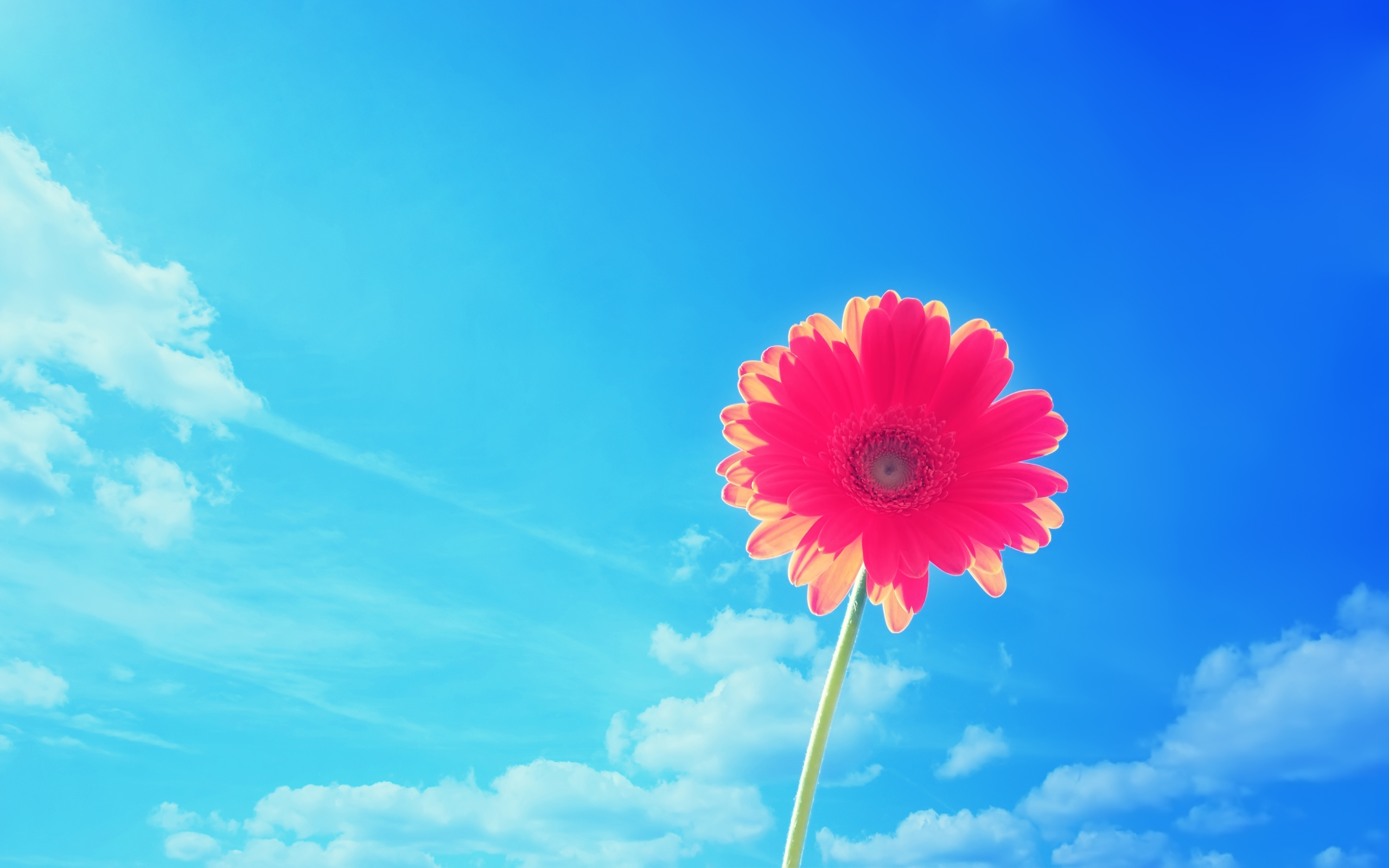 pink, Gerbera, Flower Wallpaper