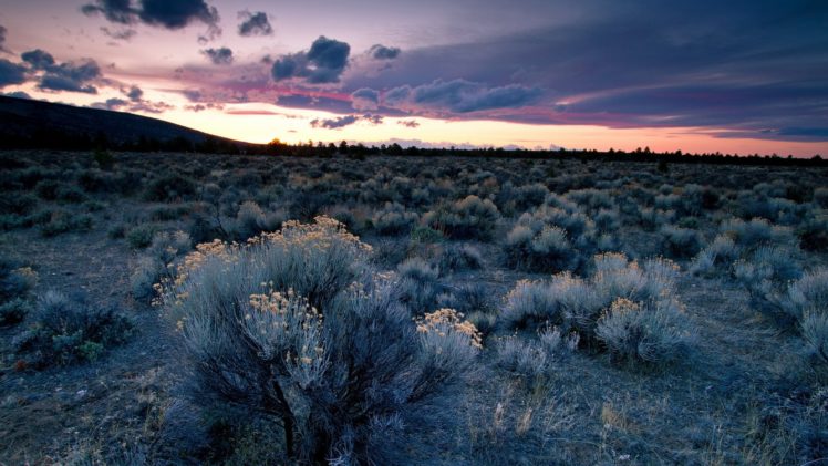 landscape, Sunset, Desert, Sky, Clouds, Sunrise, Sunset, Plants, Flowers HD Wallpaper Desktop Background