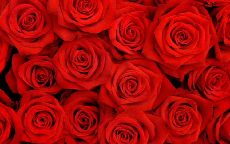lovely, Roses HD Wallpaper Desktop Background