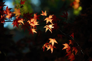 leaves, Autumn, Fall, Light, Silhouette